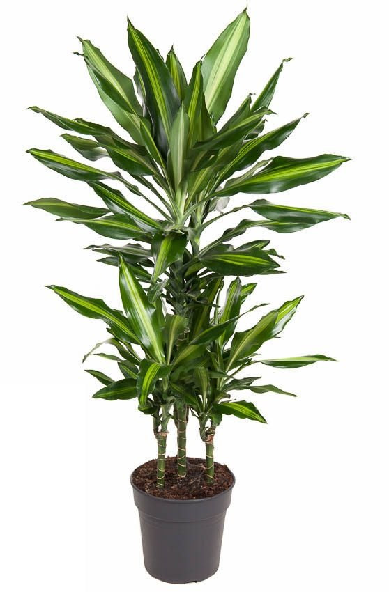Dracaena Cintho carrousel