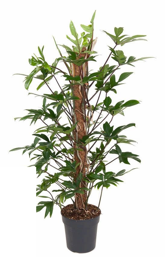 Philodendron Pedatum mosstok