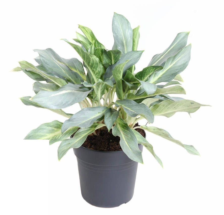 Aglaonema Ghost