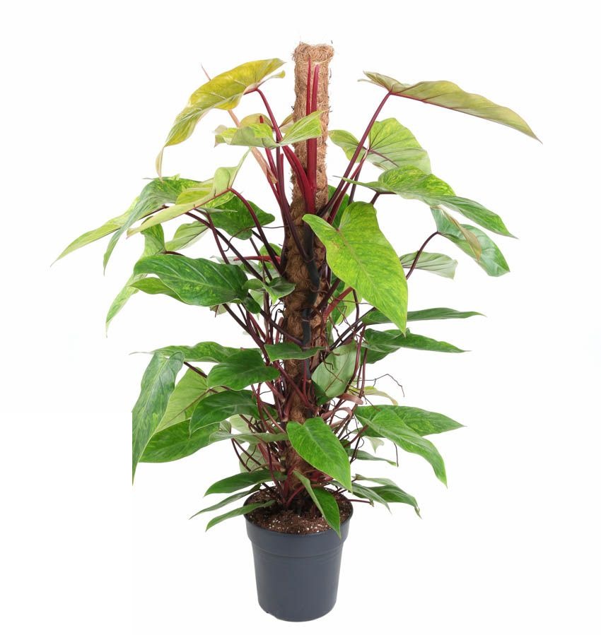 Philodendron Painted Lady mosstok