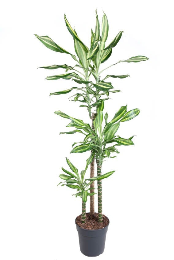 Dracaena Silver Dream