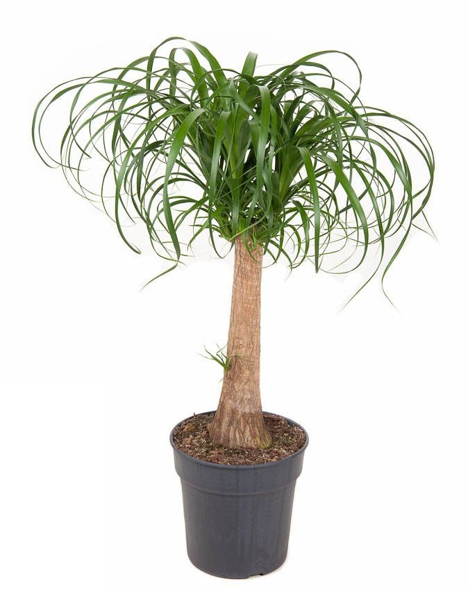 Beaucarnea stam