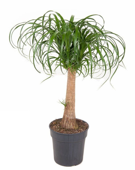 Beaucarnea stam
