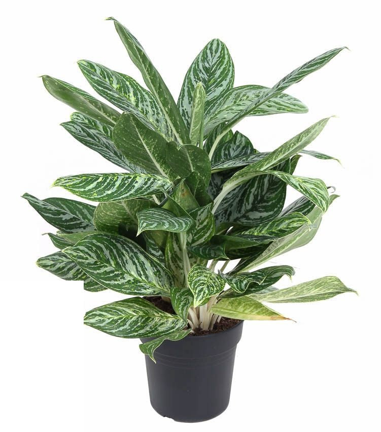 Aglaonema Golden Madonna