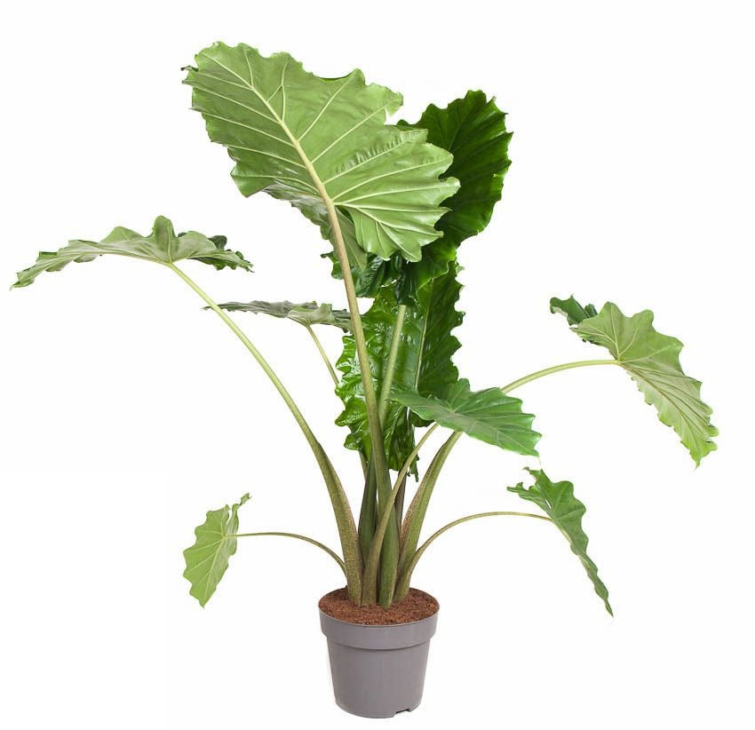 Alocasia Portodora
