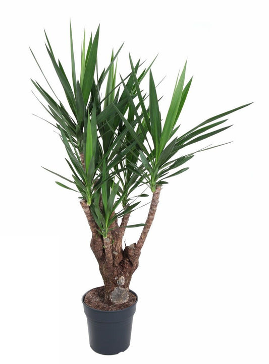 Yucca vertakt 3-arm Palmlelie