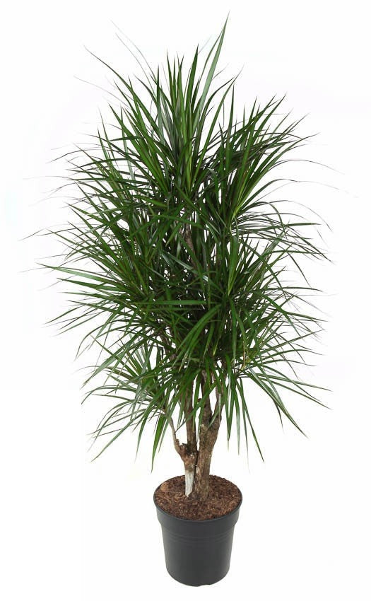 Dracaena Marginata vertakt