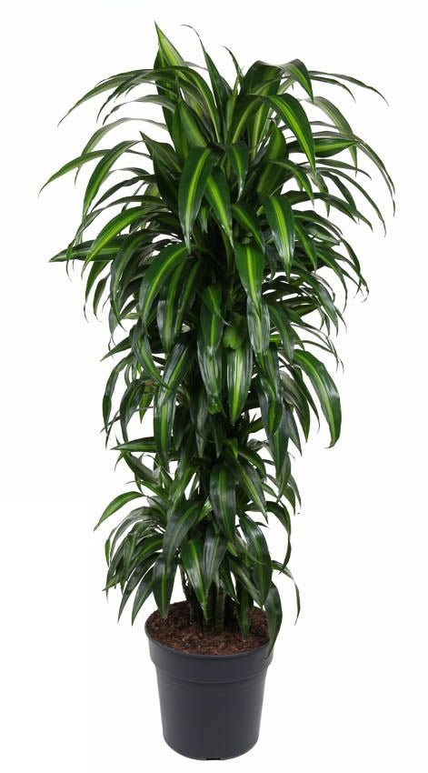 Dracaena Hawaiiana vertakt