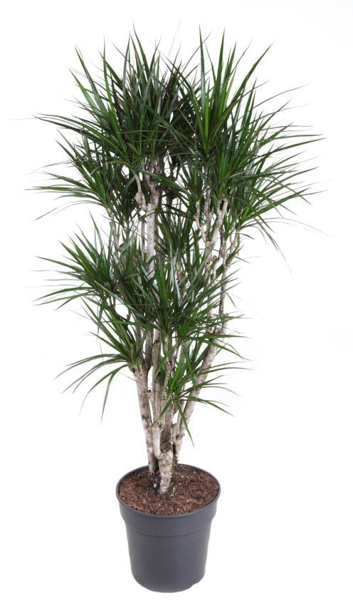 Dracaena Marginata vertakt