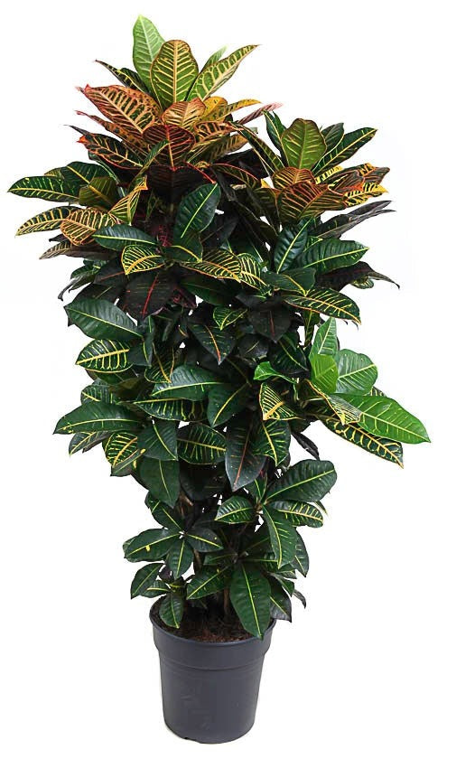 Codiaeum Petra vertakt Croton