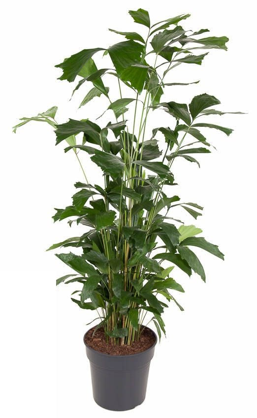 Caryota Mitis Vissenstaartpalm