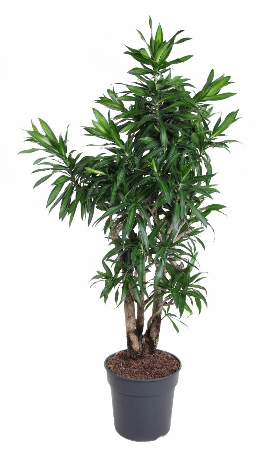 Dracaena Song Of Jamaica vertakt