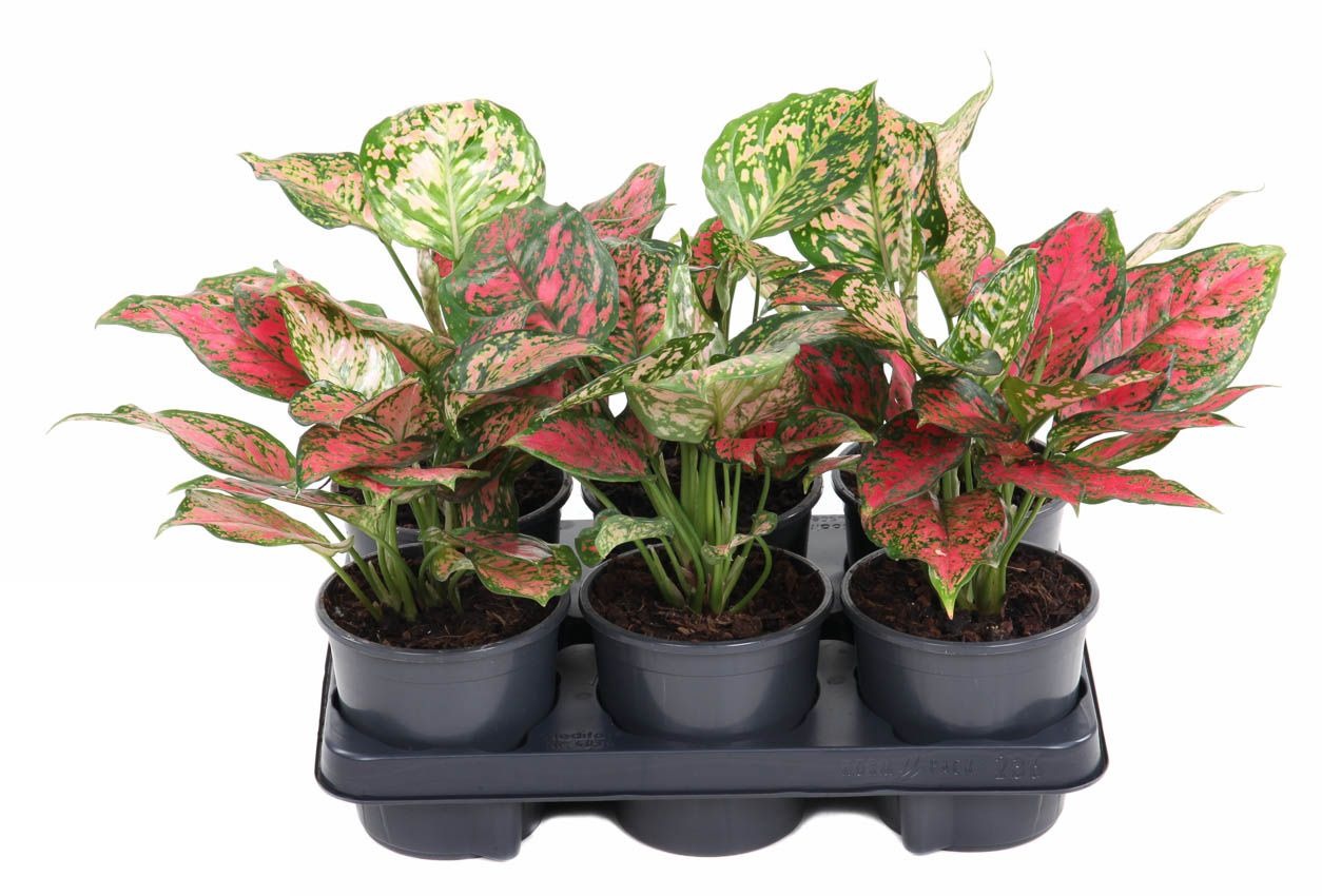 Aglaonema Red Valentine