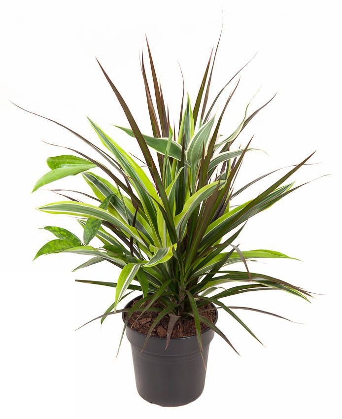 Philodendron Brasil