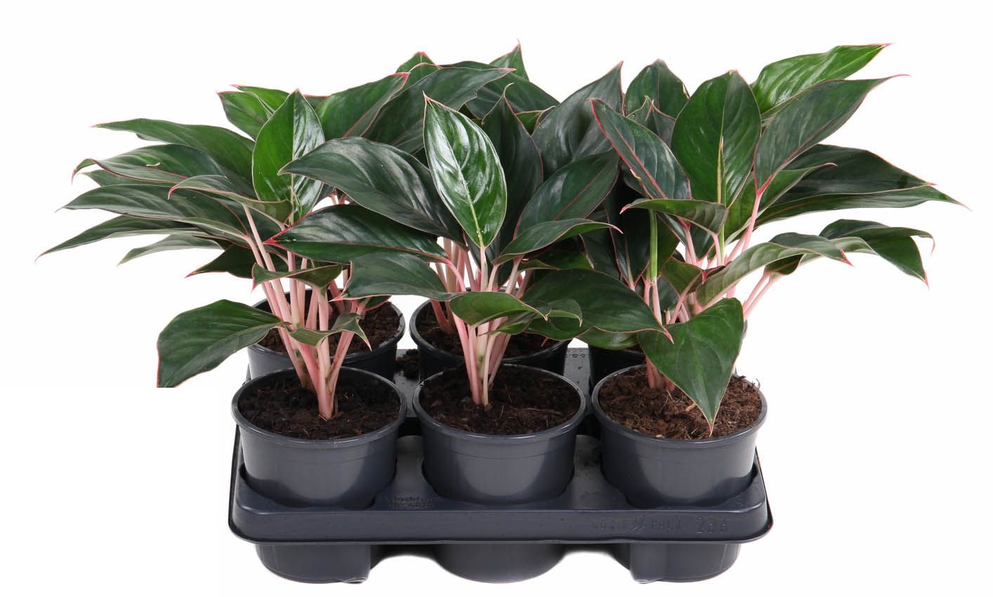 Aglaonema Misterio