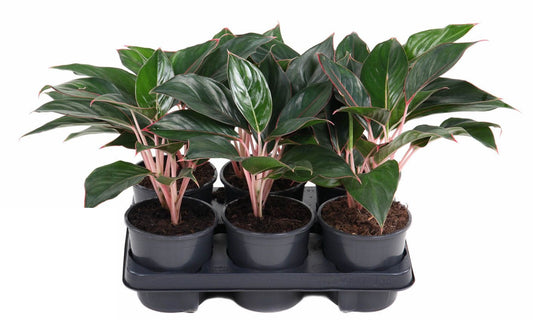 Aglaonema Misterio