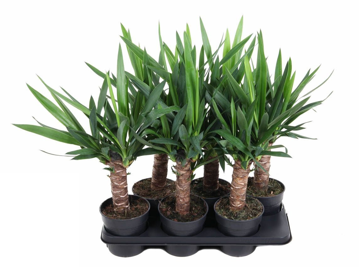 Yucca 30cm stam