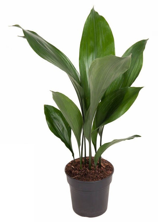 Aspidistra Elatior Kwartjesplant