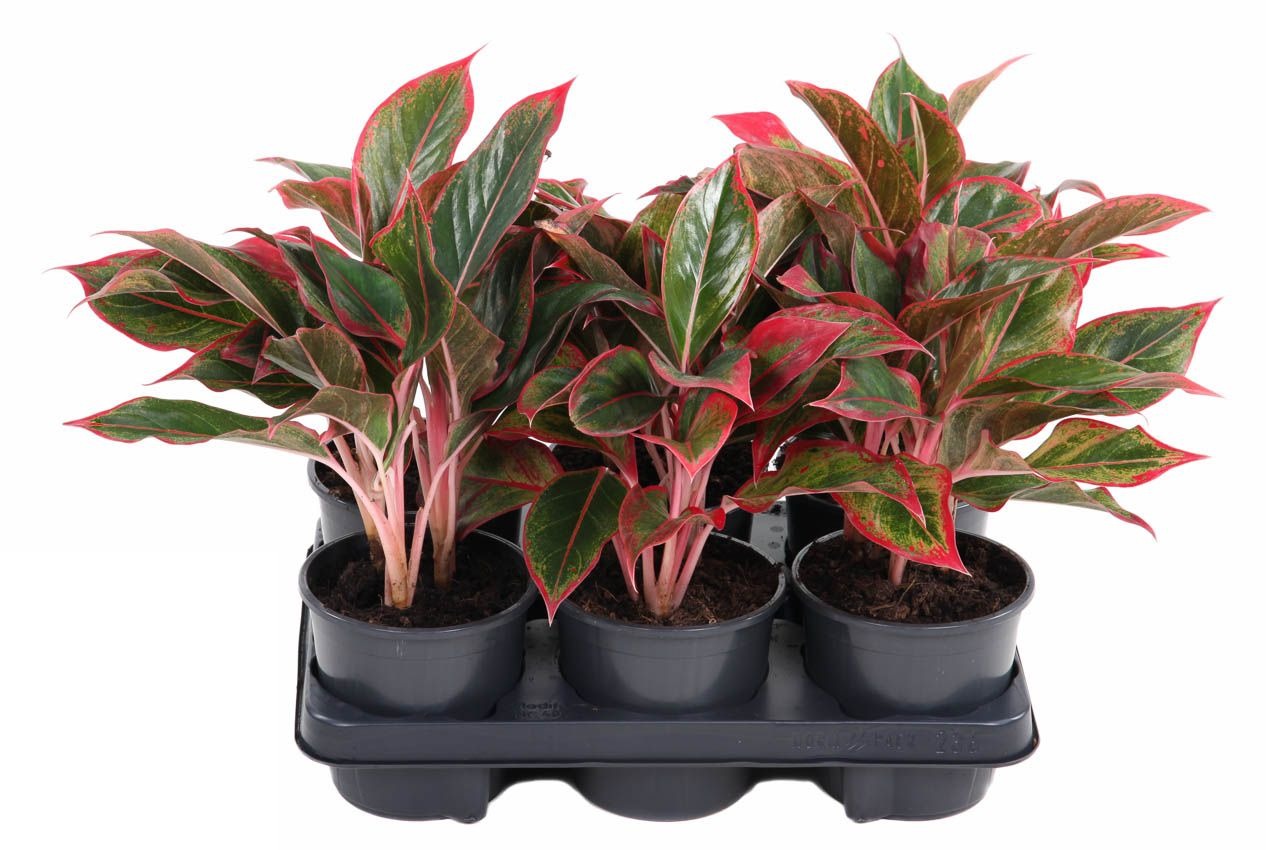 Aglaonema Siam Red