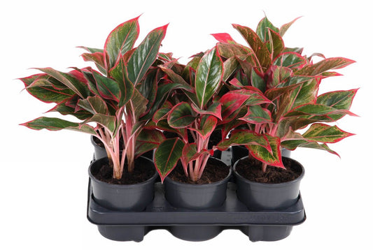 Aglaonema Siam Red