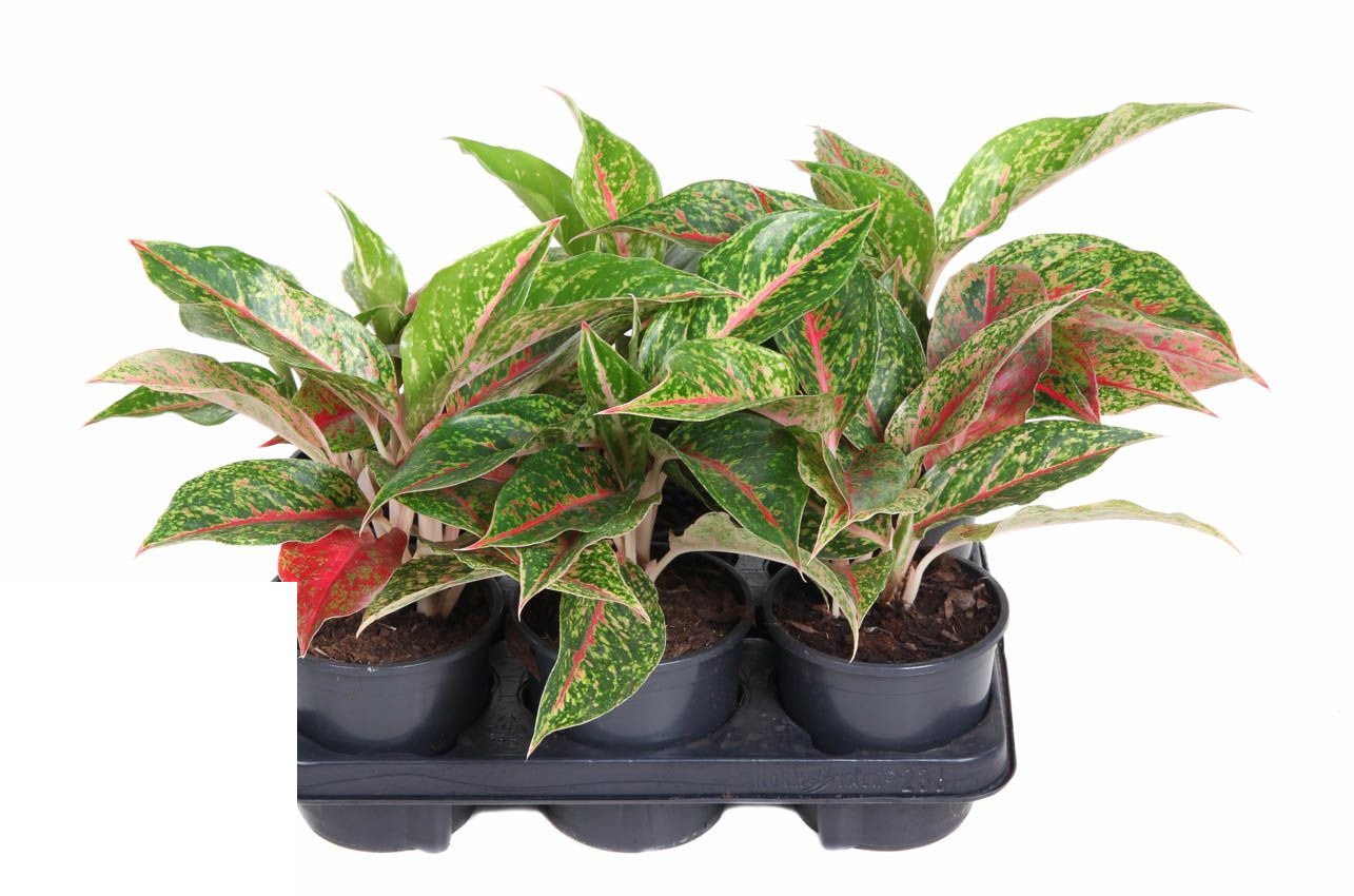 Aglaonema Night Sparkle