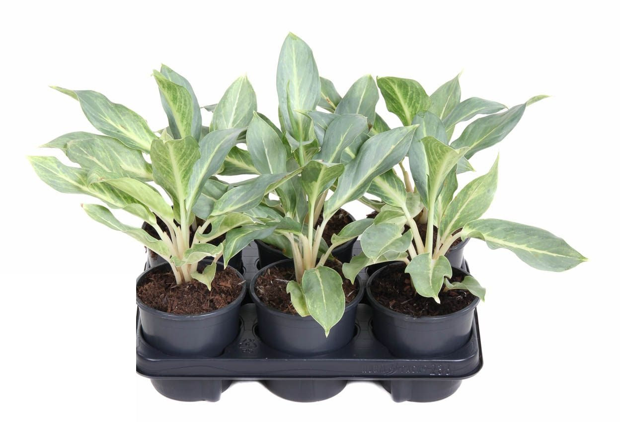 Aglaonema Ghost