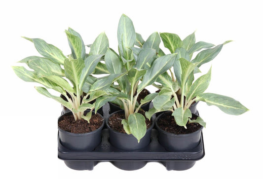 Aglaonema Ghost