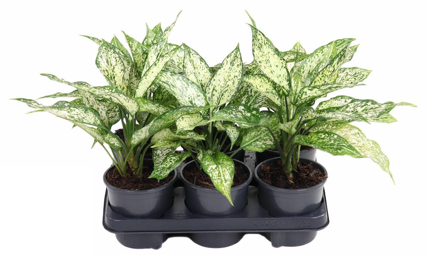 Aglaonema White Diamond