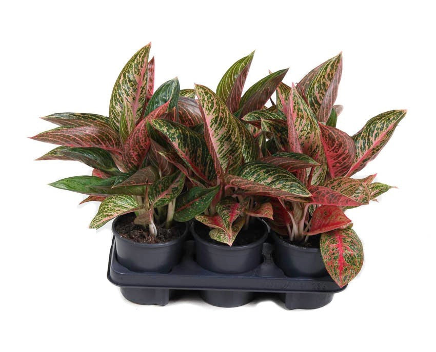 Aglaonema Starshine
