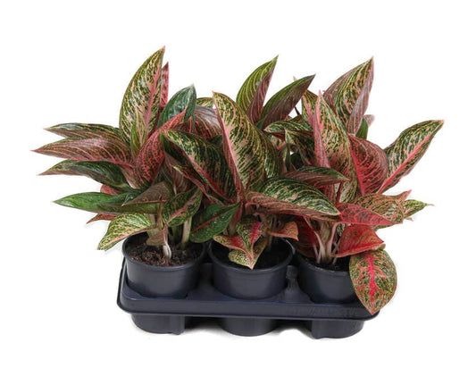 Aglaonema Starshine