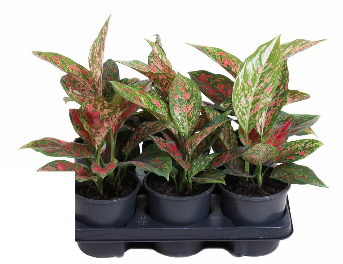 Aglaonema Venus