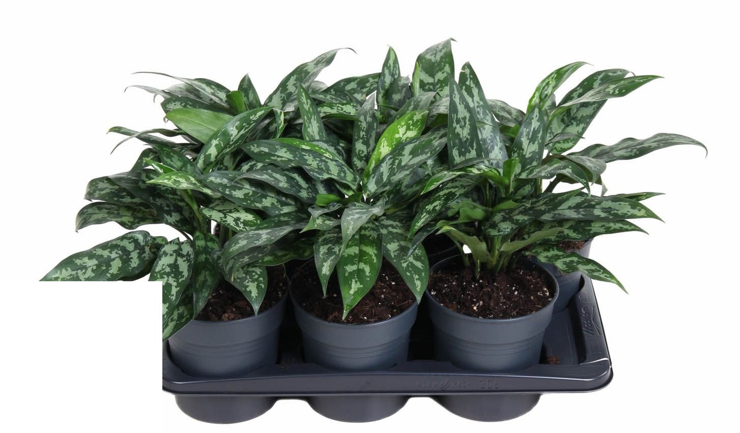 Aglaonema Maria
