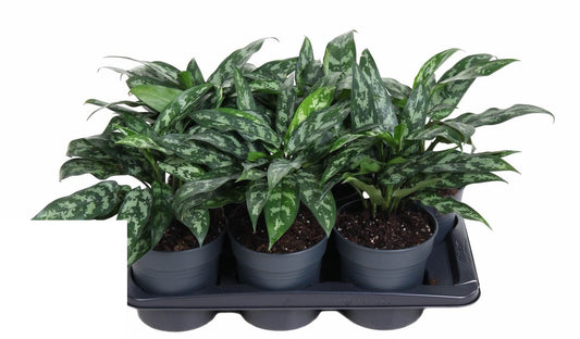 Aglaonema Maria