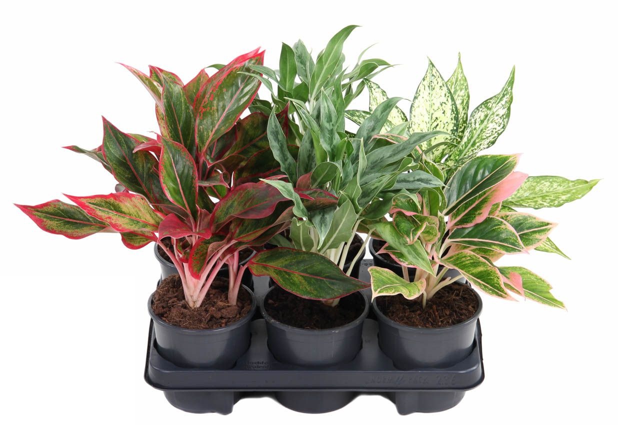 Aglaonema Mix