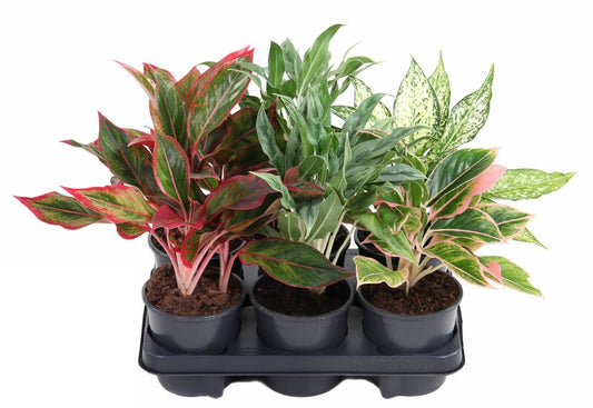 Aglaonema Mix