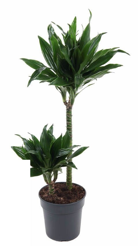 Dracaena Green Jewel