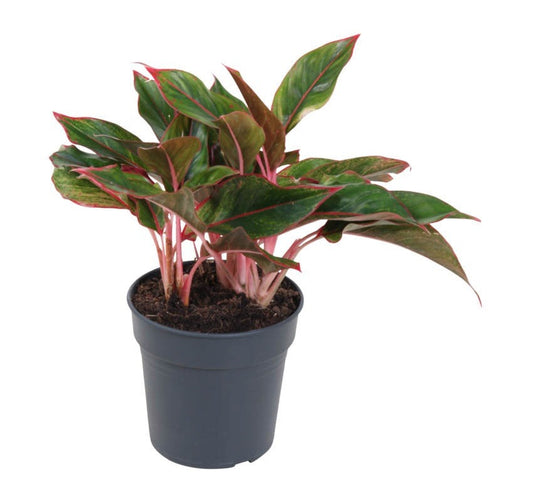 Aglaonema Siam Red