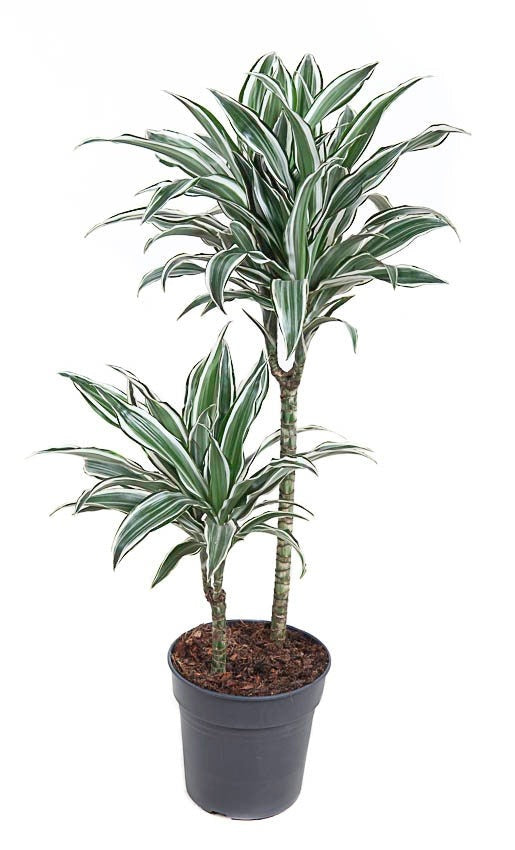 Dracaena White Jewel