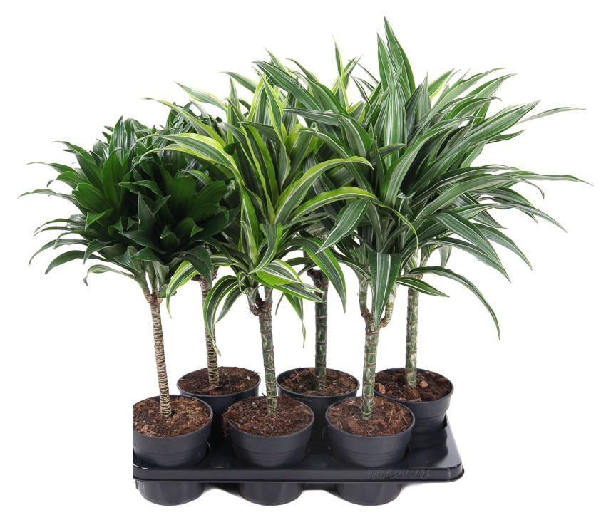 Dracaena Mix stam 30cm