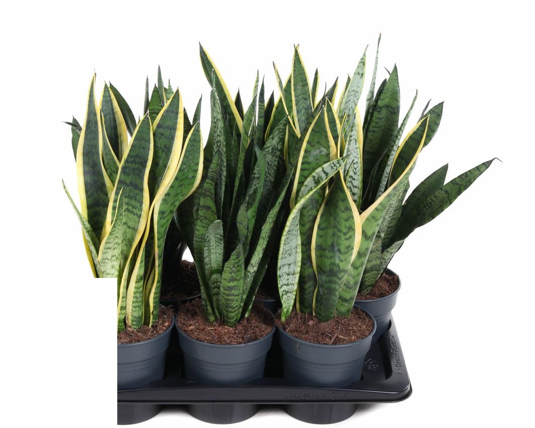 Sansevieria Mix