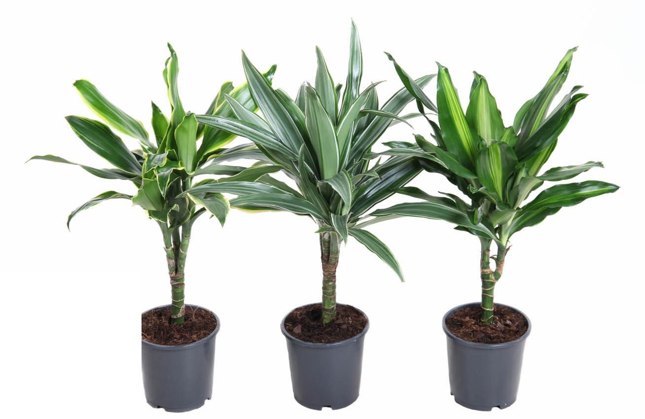 Dracaena Mix stam