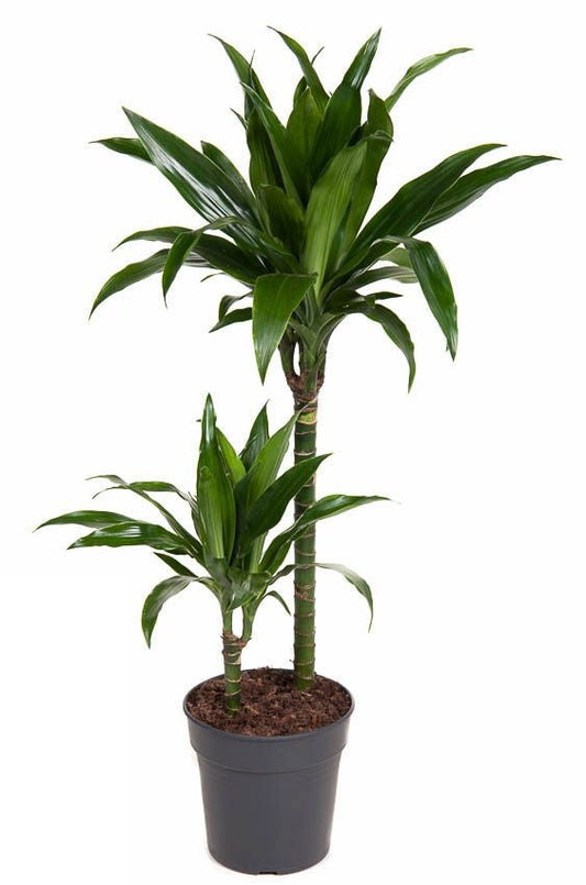 Dracaena Janet Craig