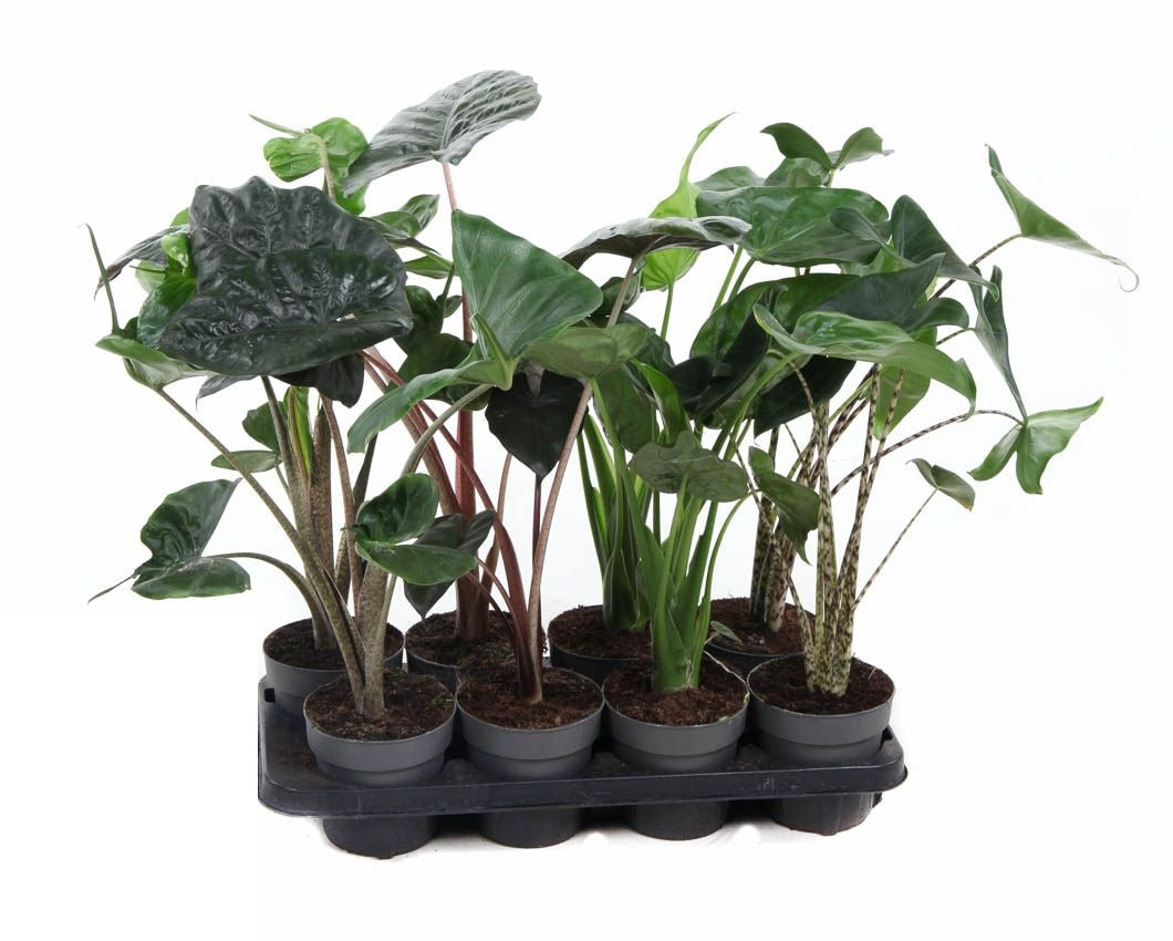 Alocasia Mix