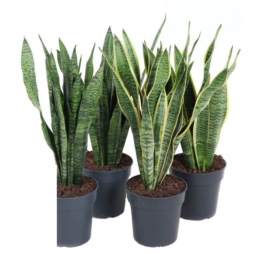 Sansevieria Mix