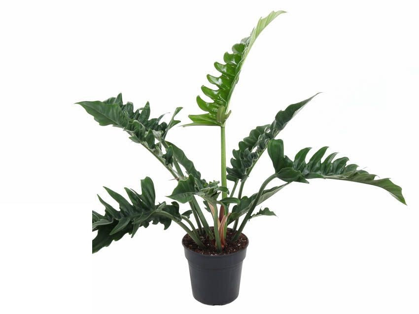 Philodendron Narrow