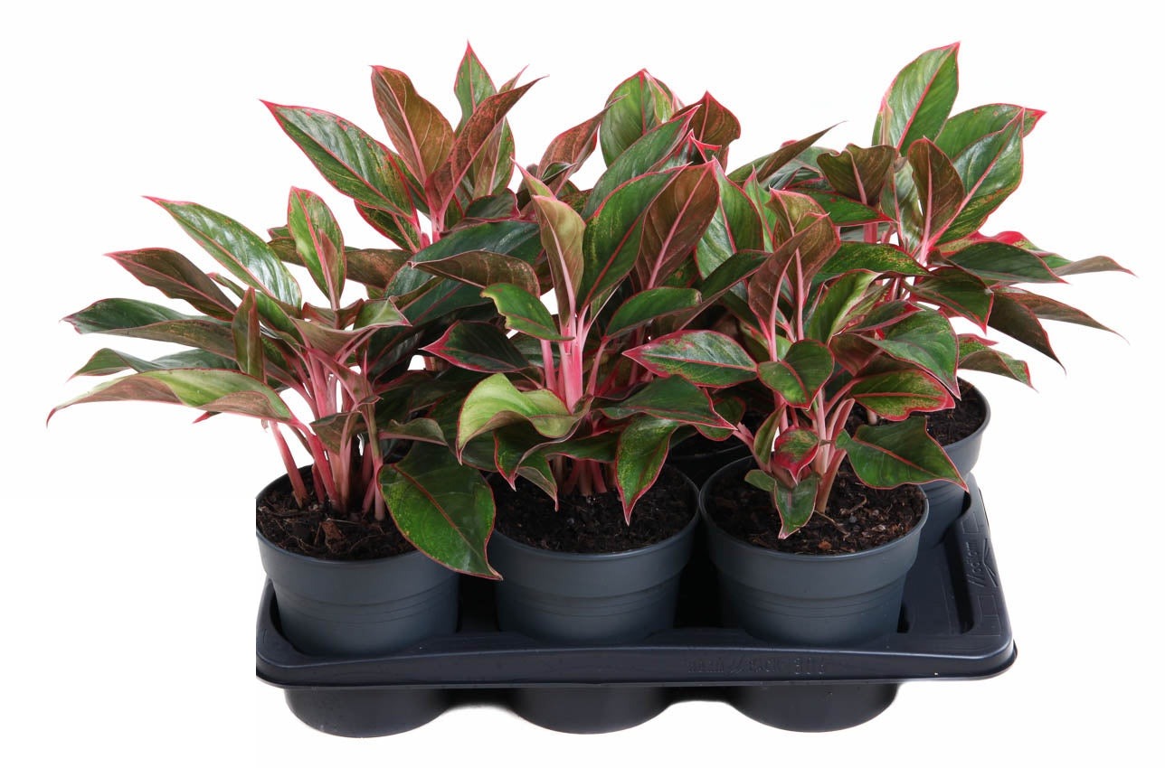 Aglaonema Siam Red