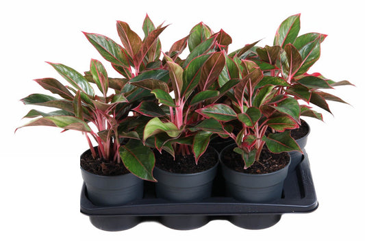 Aglaonema Siam Red