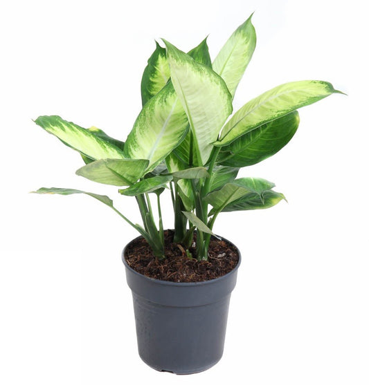Dieffenbachia Tropic Marianna