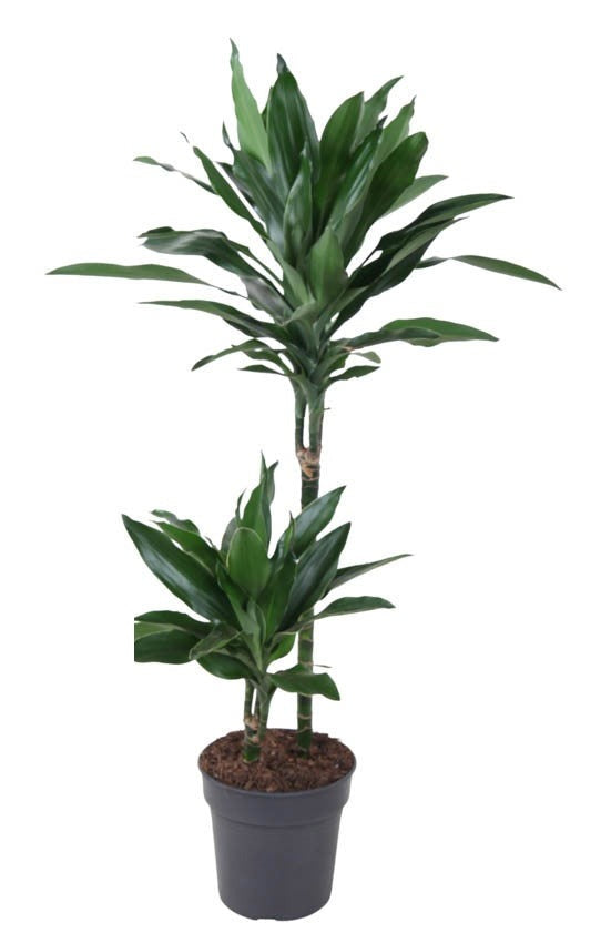 Dracaena Janet Lind Gold
