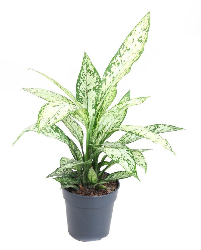 Dieffenbachia Vesuvius